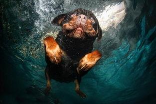 落水狗,逆境中的重生与蜕变